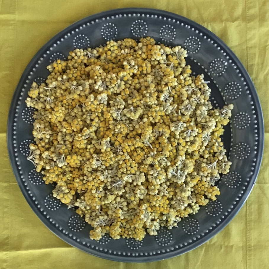 plantes médicinales