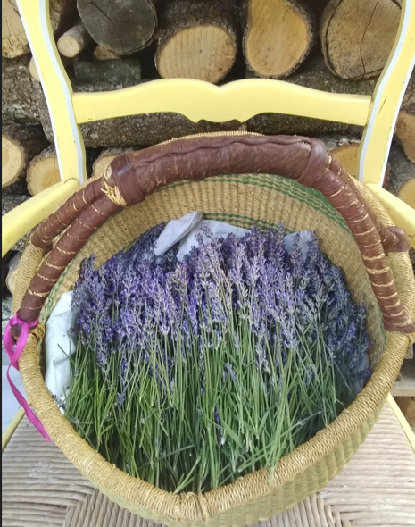 plantes médicinales